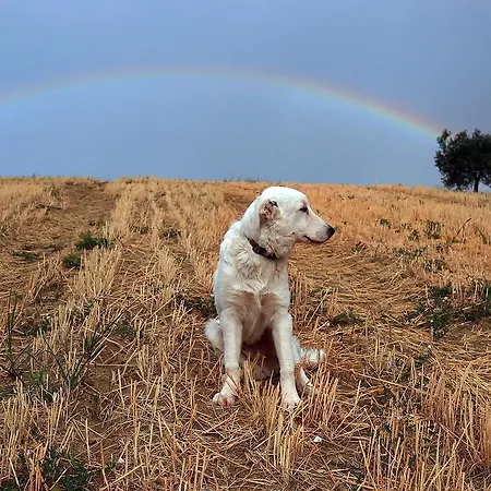 Apartment Quindici Alberi Serra de' Conti