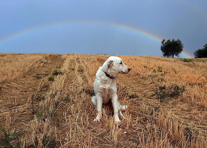 Apartment Quindici Alberi Serra de' Conti